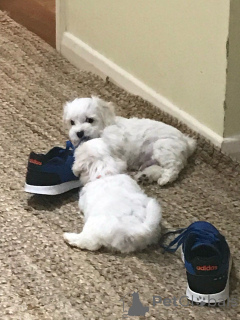 Photo №1. maltese dog - for sale in the city of Heidelberg | 376$ | Announcement № 149055