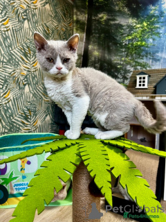 Photo №4. I will sell selkirk rex shorthair in the city of Feldkirch. breeder - price - 226$