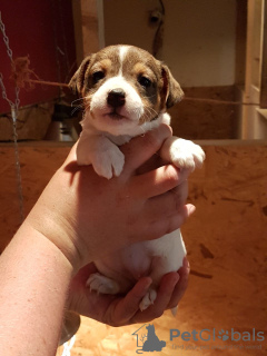 Photo №1. jack russell terrier - for sale in the city of Vienna | 317$ | Announcement № 76000