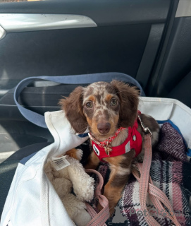 Photo №1. dachshund - for sale in the city of Helsinki | 516$ | Announcement № 164011