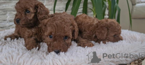 Photo №2 to announcement № 118013 for the sale of poodle (toy) - buy in Serbia breeder