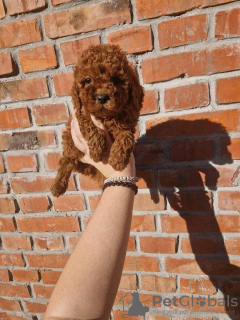 Photo №3. Adorable red poodle babies. Serbia