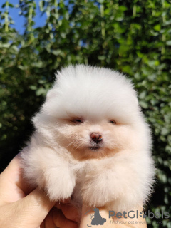 Photo №2 to announcement № 52306 for the sale of pomeranian - buy in United States private announcement, from nursery, breeder