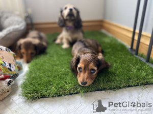 Photo №3. long-haired miniature dachshund. United Kingdom