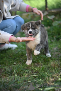 Photo №2 to announcement № 122035 for the sale of  - buy in Serbia private announcement