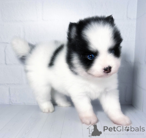 Photo №2 to announcement № 146696 for the sale of  - buy in Russian Federation from nursery, breeder