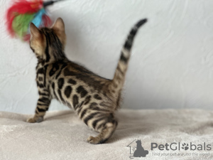 Photo №2 to announcement № 96867 for the sale of bengal cat - buy in United Kingdom private announcement, from nursery, breeder