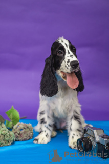 Photo №4. I will sell english cocker spaniel in the city of Minsk. from nursery - price - negotiated