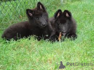 Photo №1. groenendael dog - for sale in the city of Brussels | 1032$ | Announcement № 167726