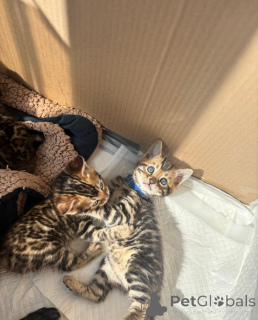Photo №2 to announcement № 137214 for the sale of bengal cat - buy in Germany breeder