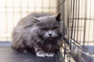 Photo №4. I will sell  in the city of Khimki. from the shelter - price - Is free