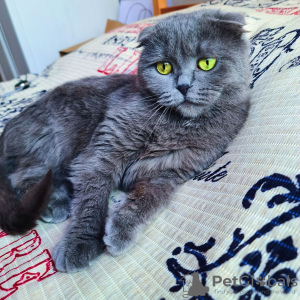 Photo №4. I will sell british shorthair in the city of Krakow. private announcement - price - Is free