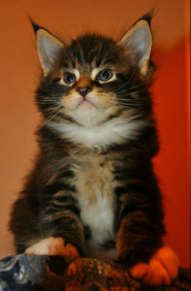 Photo №4. I will sell maine coon in the city of St. Petersburg. from nursery - price - Is free