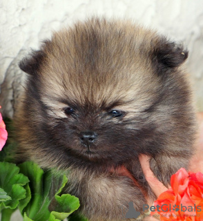 Photo №2 to announcement № 11180 for the sale of pomeranian - buy in Poland breeder