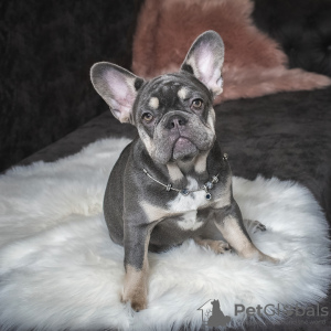 Photo №1. french bulldog - for sale in the city of Minsk | 2500$ | Announcement № 19762