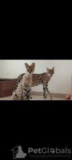 Photo №4. I will sell savannah cat in the city of Odessa. private announcement, from nursery, breeder - price - 5500$