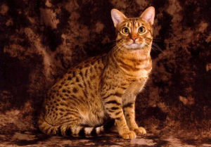 Photo №1. Mating service - breed: ocicat. Price - 100$
