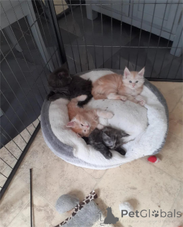 Photo №2 to announcement № 154211 for the sale of maine coon - buy in Germany 