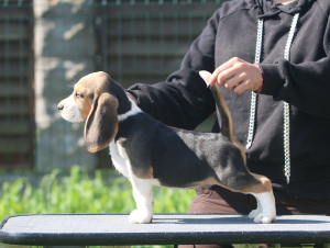Photo №2 to announcement № 2904 for the sale of beagle - buy in Belarus from nursery