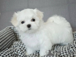 Photo №2 to announcement № 19827 for the sale of maltese dog - buy in Finland private announcement
