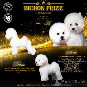 Photo №1. bichon frise - for sale in the city of Барвенково | negotiated | Announcement № 9576