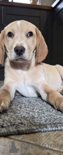 Photo №1. beagle - for sale in the city of Amsterdam | 826$ | Announcement № 160860