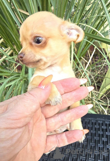 Photo №4. I will sell chihuahua in the city of Zrenjanin. breeder - price - negotiated