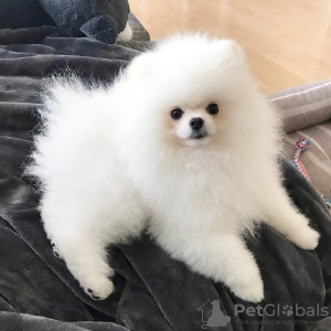 Photo №1. pomeranian - for sale in the city of Никосия | 500$ | Announcement № 10845