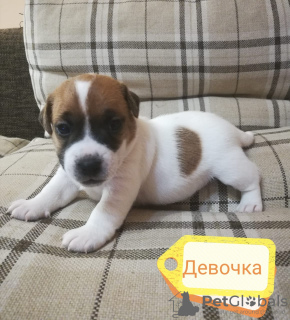 Photo №2 to announcement № 10074 for the sale of jack russell terrier - buy in Russian Federation private announcement