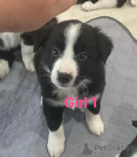Photo №4. I will sell border collie in the city of Wedel.  - price - 599$