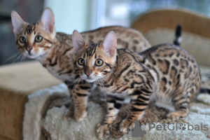 Additional photos: Бенгальские котята для Вас!