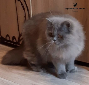 Photo №1. british longhair - for sale in the city of Tomsk | 269$ | Announcement № 5891
