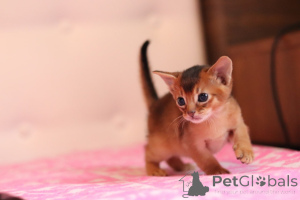 Photo №3. Abyssinian kittens, different colors. Belarus