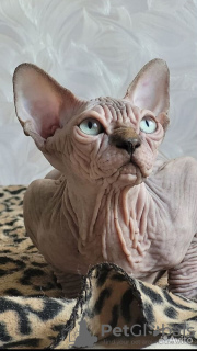 Photo №3. Canadian Sphynx. Russian Federation