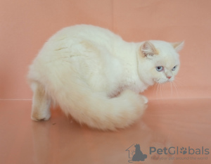 Photo №2 to announcement № 13628 for the sale of british shorthair - buy in Russian Federation from nursery