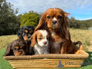 Photo №1. cavalier king charles spaniel - for sale in the city of Brussels | 723$ | Announcement № 162614