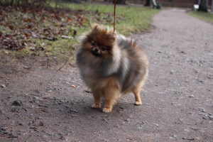 Photo №1. pomeranian - for sale in the city of St. Petersburg | 1422$ | Announcement № 6937
