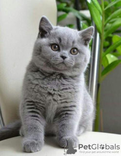 Photo №2 to announcement № 118426 for the sale of british shorthair - buy in Finland private announcement, breeder