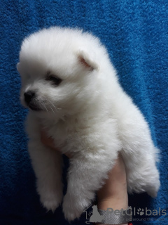 Photo №1. pomeranian - for sale in the city of Olovo | 300$ | Announcement № 63512