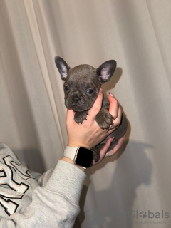 Photo №3. French Bulldog Puppies -. Australia