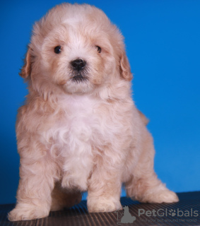 Additional photos: Maltipoo F1 puppies