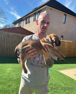 Photo №2 to announcement № 139600 for the sale of cane corso - buy in Austria breeder