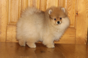 Photo №1. pomeranian - for sale in the city of Москва | 445$ | Announcement № 5853