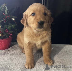Photo №4. I will sell golden retriever in the city of Вашингтон. private announcement - price - 500$