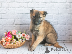 Photo №1. non-pedigree dogs - for sale in the city of Moscow river | Is free | Announcement № 163157