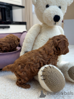 Photo №3. Toy Poodles for Sale Smart, Playful, and Full of Love!. Germany