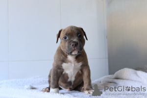 Photo №2 to announcement № 7213 for the sale of  - buy in Ukraine breeder