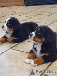 Photo №1. bernese mountain dog - for sale in the city of Брауншвейг | Is free | Announcement № 123925