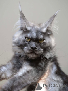 Photo №1. maine coon - for sale in the city of Danderyd | negotiated | Announcement № 155177