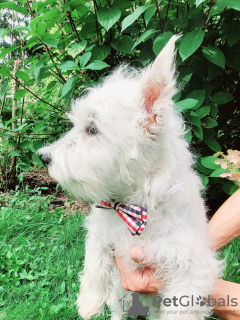 Photo №2 to announcement № 119426 for the sale of west highland white terrier - buy in Poland breeder